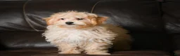 Maltipoo dogs for sale: Jackson - Ad 3