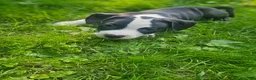 American Pit Bull Terrier dogs for sale: Bandit - Ad 7