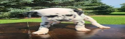 Dalmatian dogs for sale: Dalmatian Male 3 - Ad 2