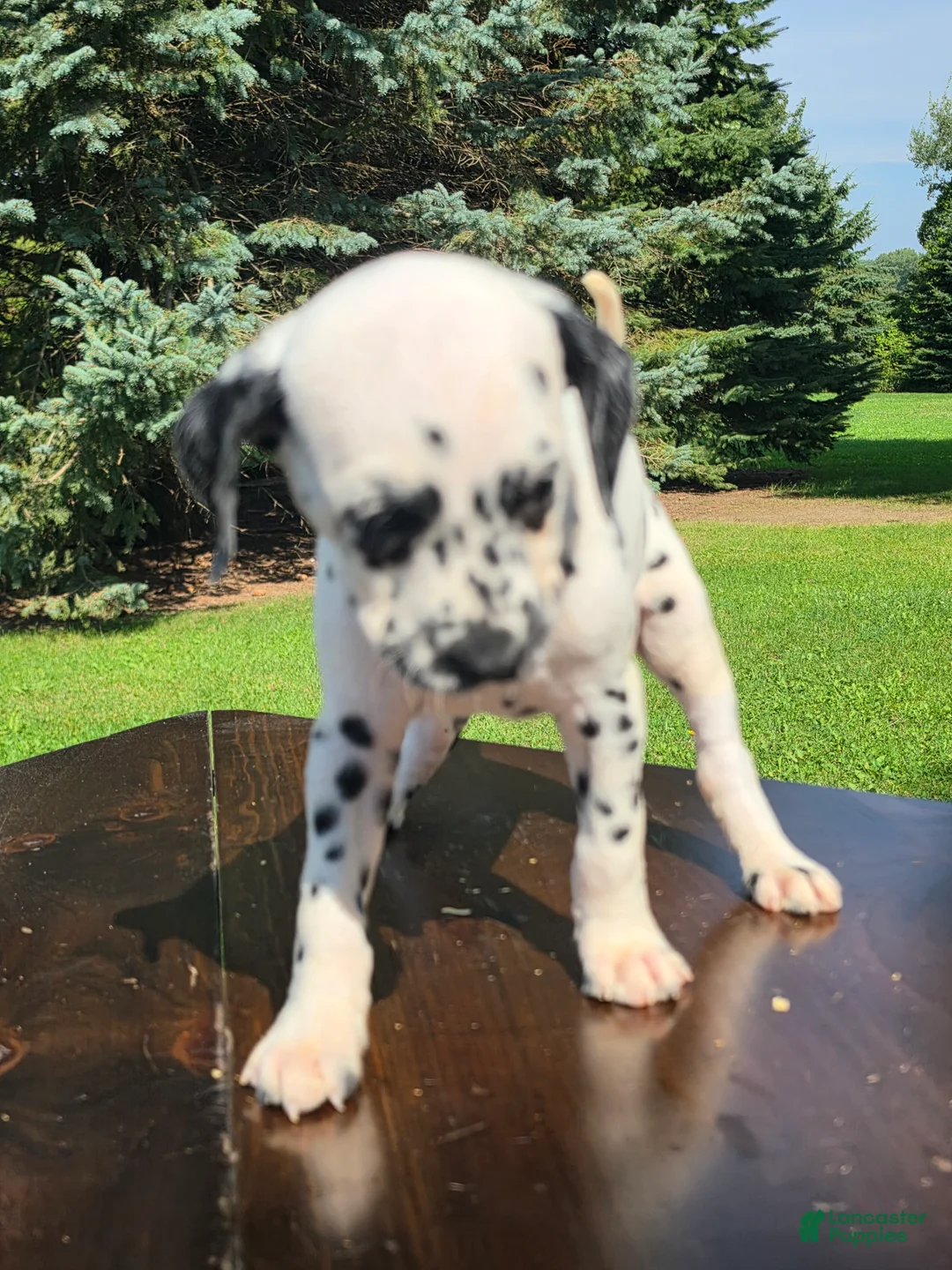 Dalmatian dogs for sale: Dalmatian Male 3 - Ad 2