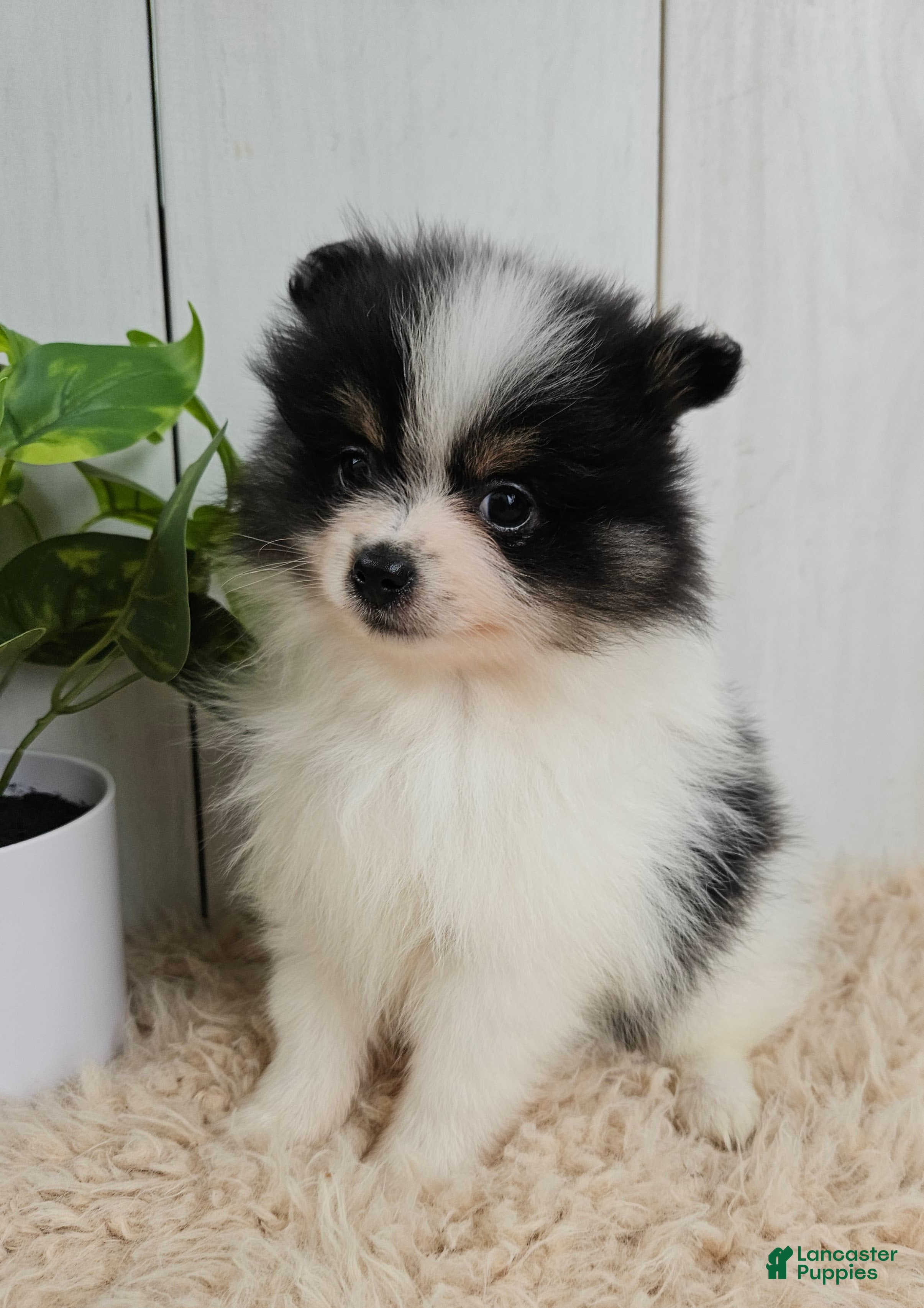 Pomeranian dogs Panda - Ad 1