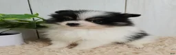 Pomeranian dogs for sale: Panda - Ad 1