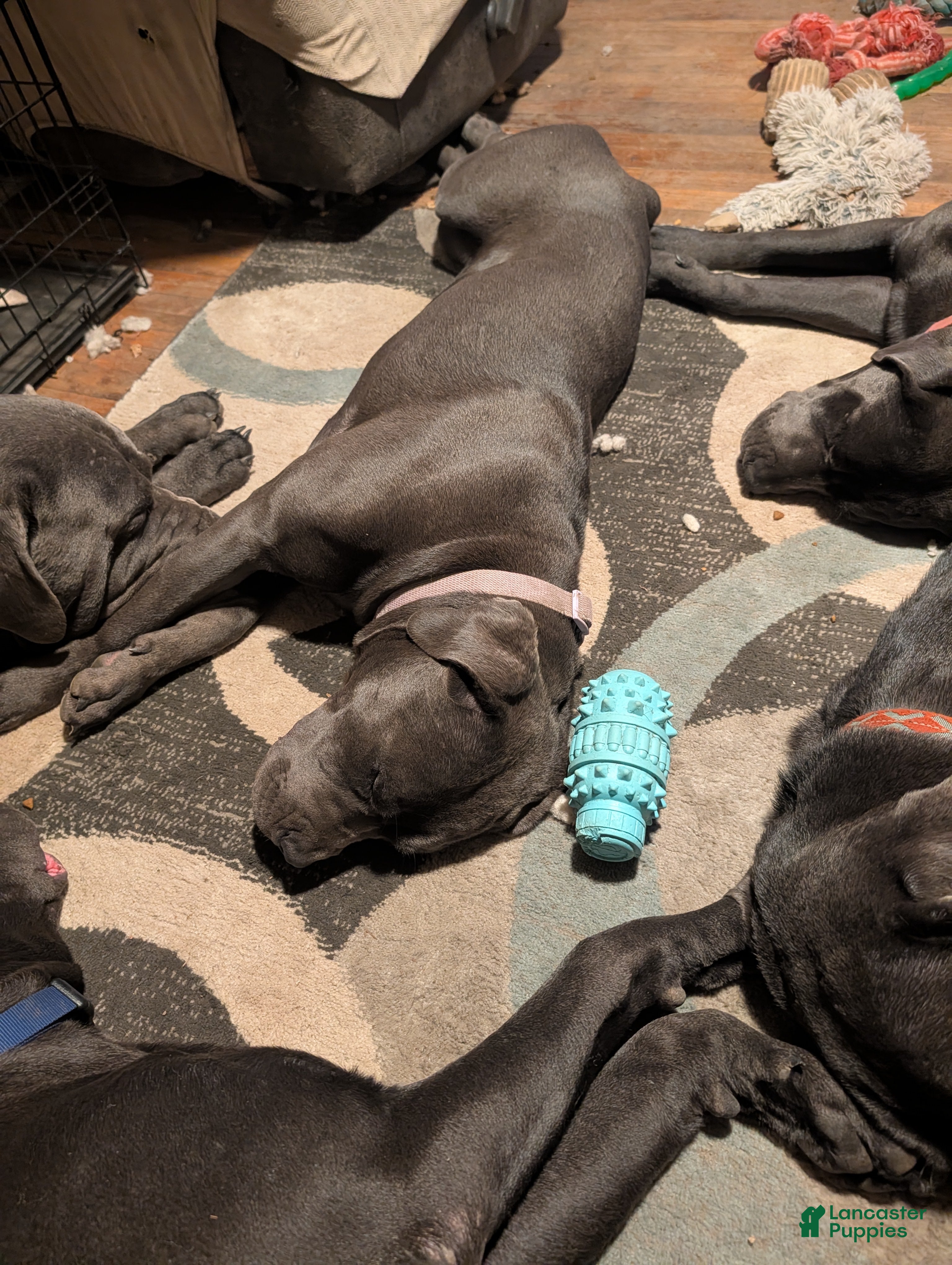 Cane Corso dogs Purple aka Violet  - Ad 1