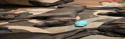 Cane Corso dogs for sale: Purple aka Violet  - Ad 1