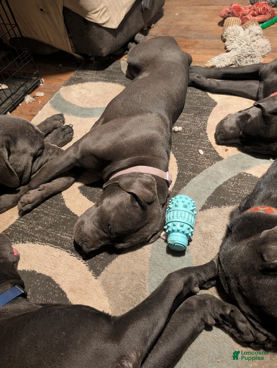 Cane Corso dogs for sale: Purple aka Violet  - Ad 1