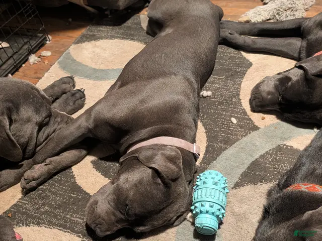 Cane Corso dogs for sale: Purple aka Violet - Ad 1