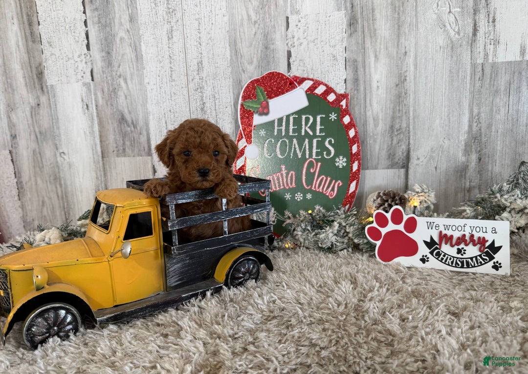 Toy Poodle dogs for sale: Tucker - Ad 4