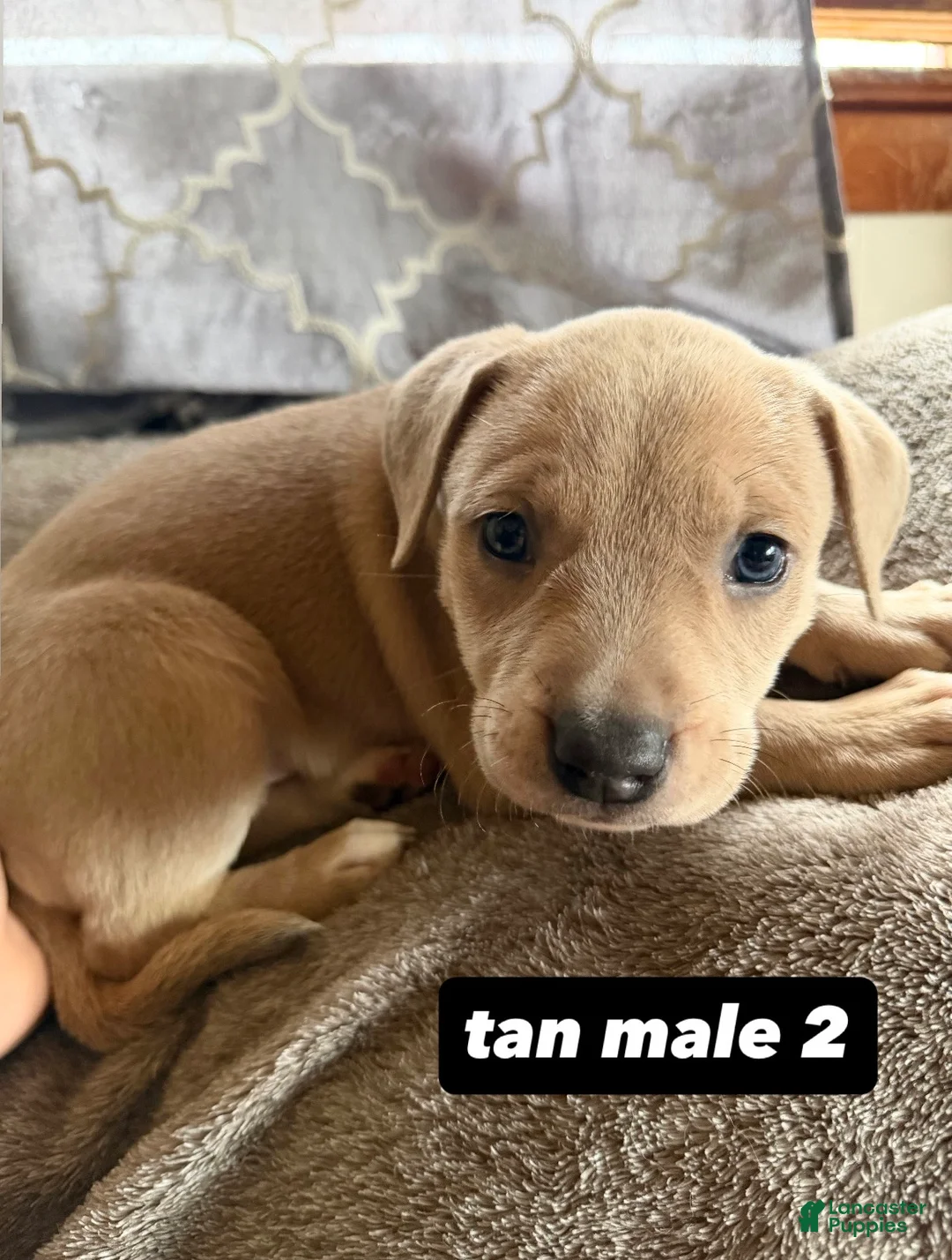 Mixed Breed dogs for sale: Puppy 7 - Ad 1