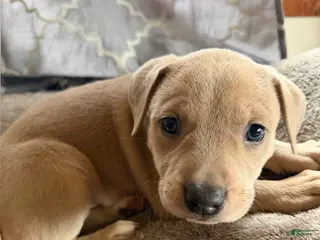 Mixed Breed dogs Puppy 7 - Ad 5