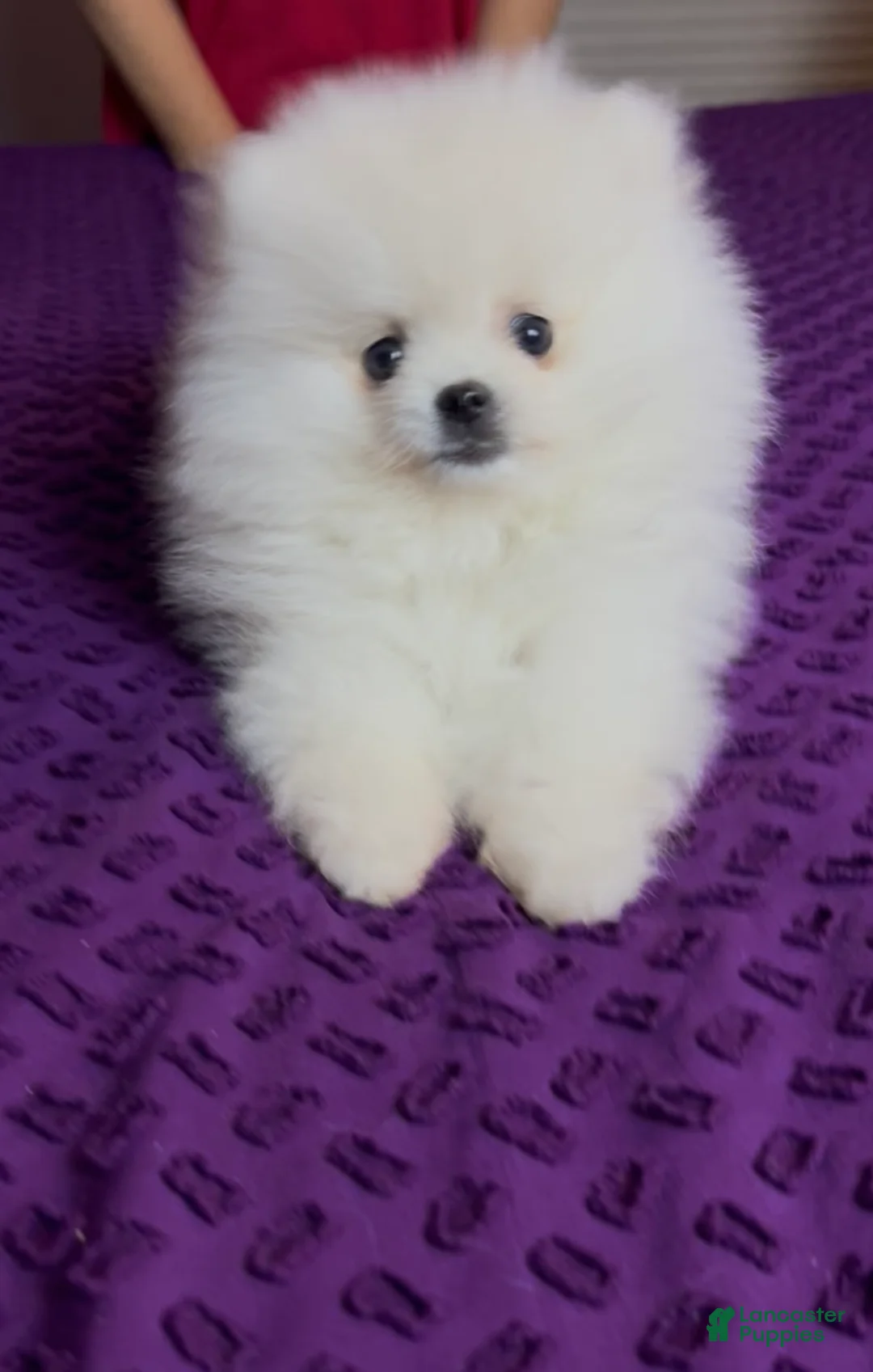 Pomeranian dogs for sale: Mojito - Ad 2