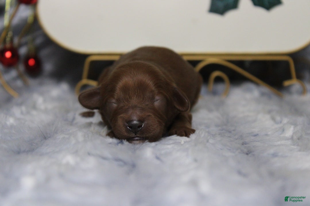 Cavapoo dogs for sale: Rosie - Ad 3