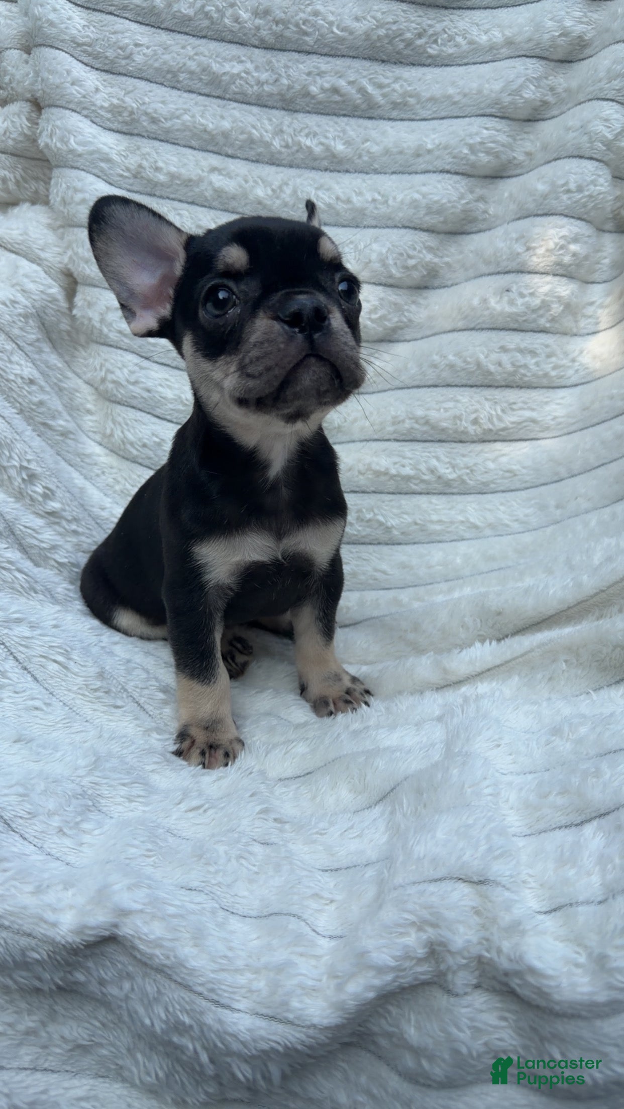 French Bulldog dogs French Bulldog Black and tan  - Ad 2