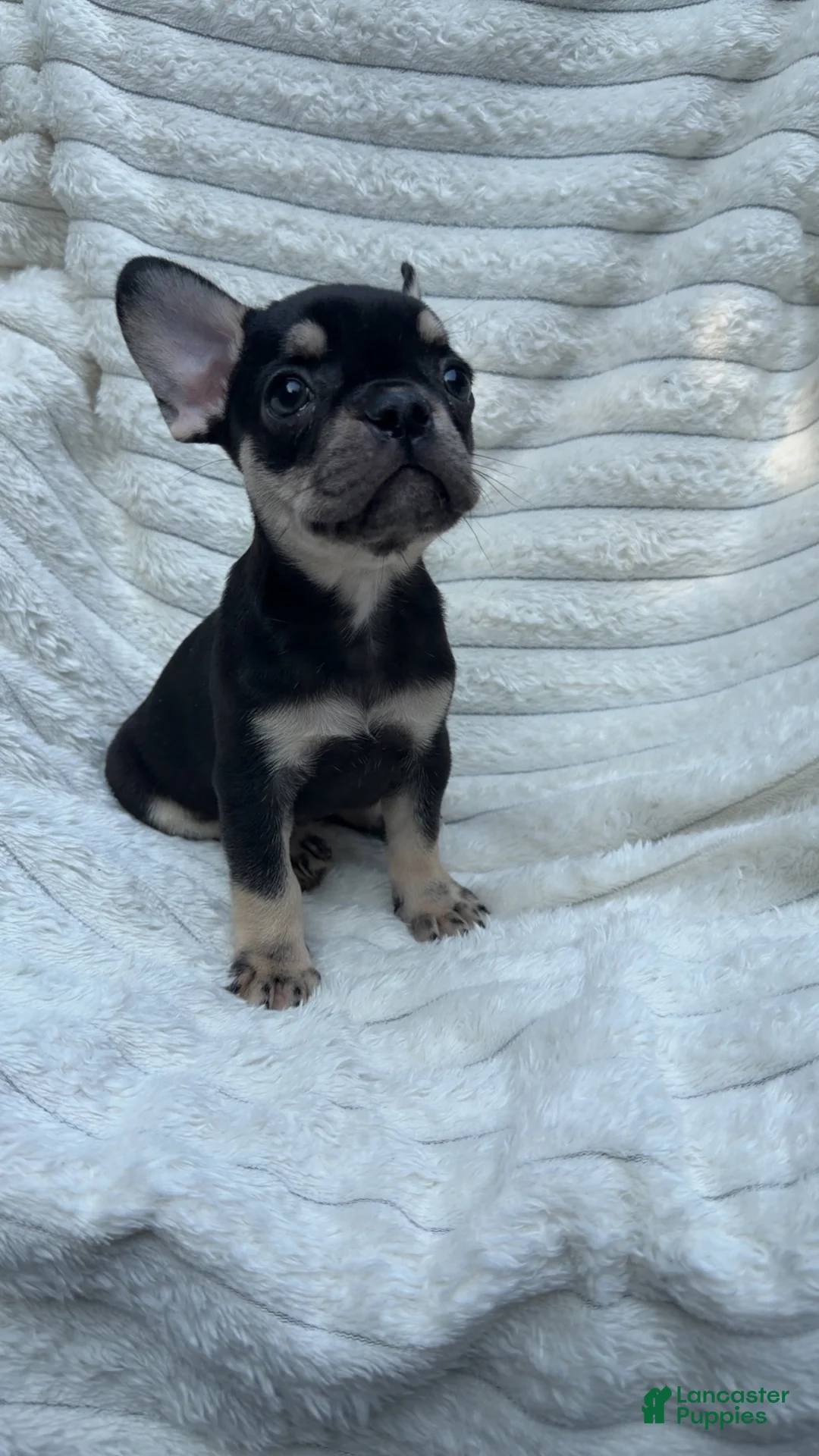 French Bulldog dogs for sale: French Bulldog Black and tan  - Ad 2