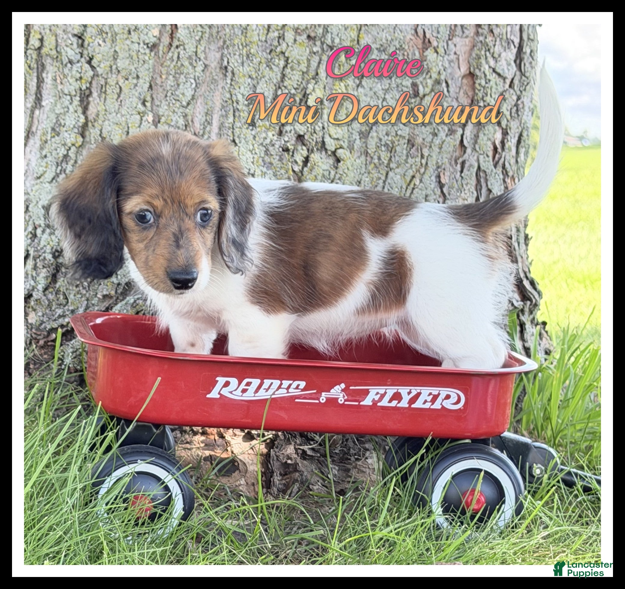 Miniature Dachshund dogs for sale: Claire - Ad 2