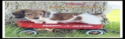 Miniature Dachshund dogs for sale: Claire - Ad 1