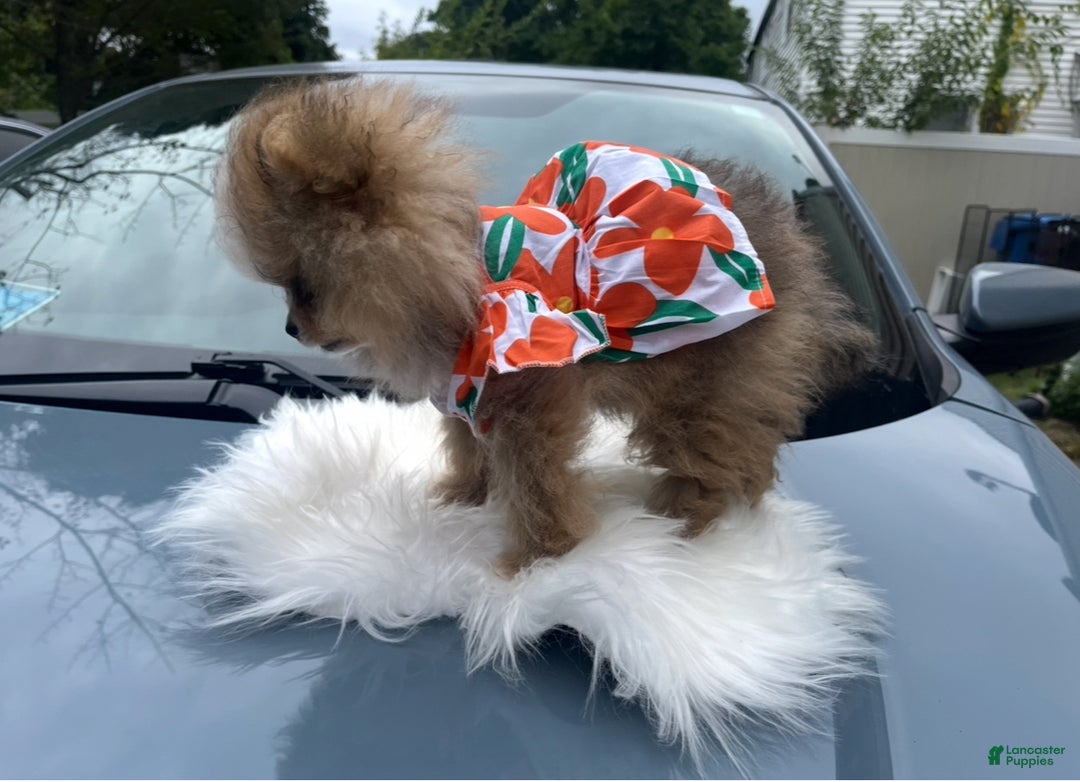 Pomeranian dogs for sale: Pomeranian Puppy 2 - Ad 6