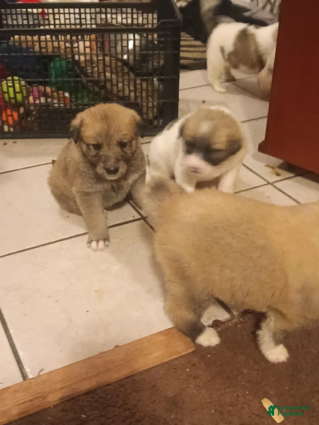 Mixed Breed dogs for sale: Bear Bear - Ad 2
