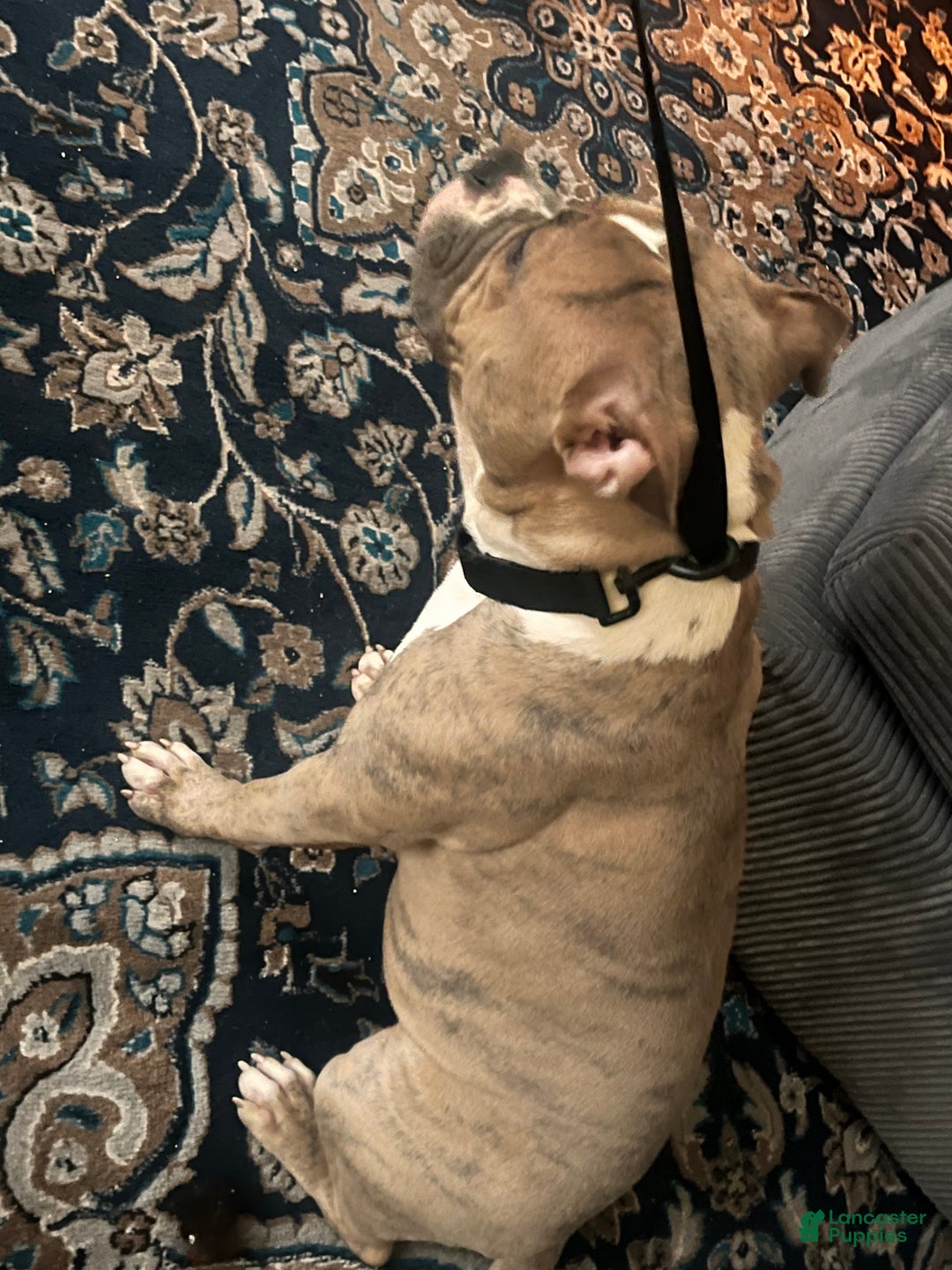 Mixed Breed dogs for sale: Mixed Breed Puppy 1 - Ad 3