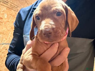 Vizsla dogs Dark pink Female - Ad 3