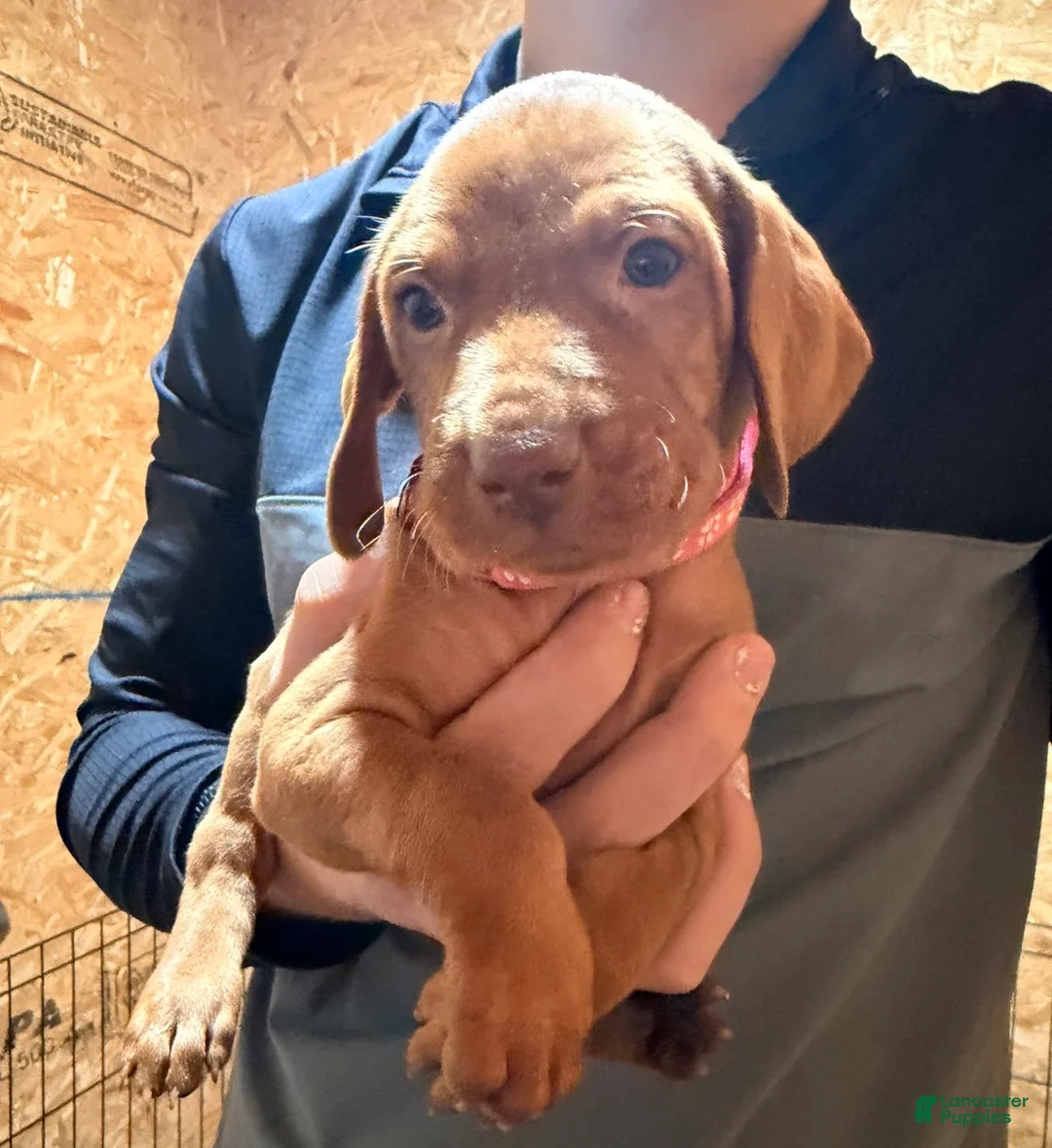 Vizsla dogs for sale: Dark pink Female - Ad 1
