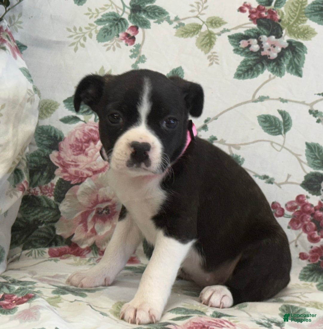 Mixed Breed dogs for sale: Mia - Ad 6