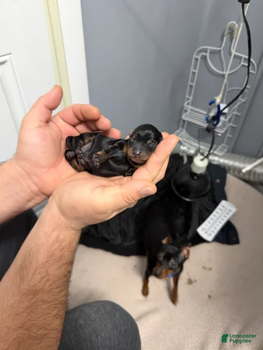 Gallery Image {{count}}