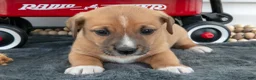 Jack Chi dogs for sale: Boots - Ad 2