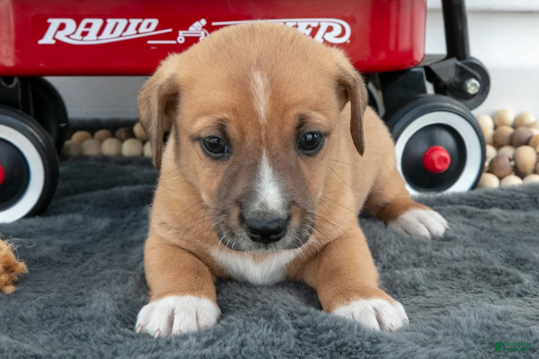 Jack Chi dogs for sale: Boots - Ad 2
