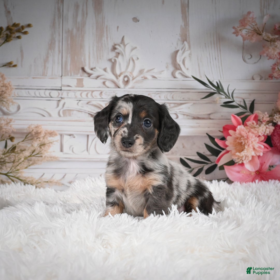 Miniature Dachshund dogs for sale: Precious-AKC - Ad 4