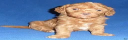 Miniature Poodle dogs for sale: Rusty - Ad 3