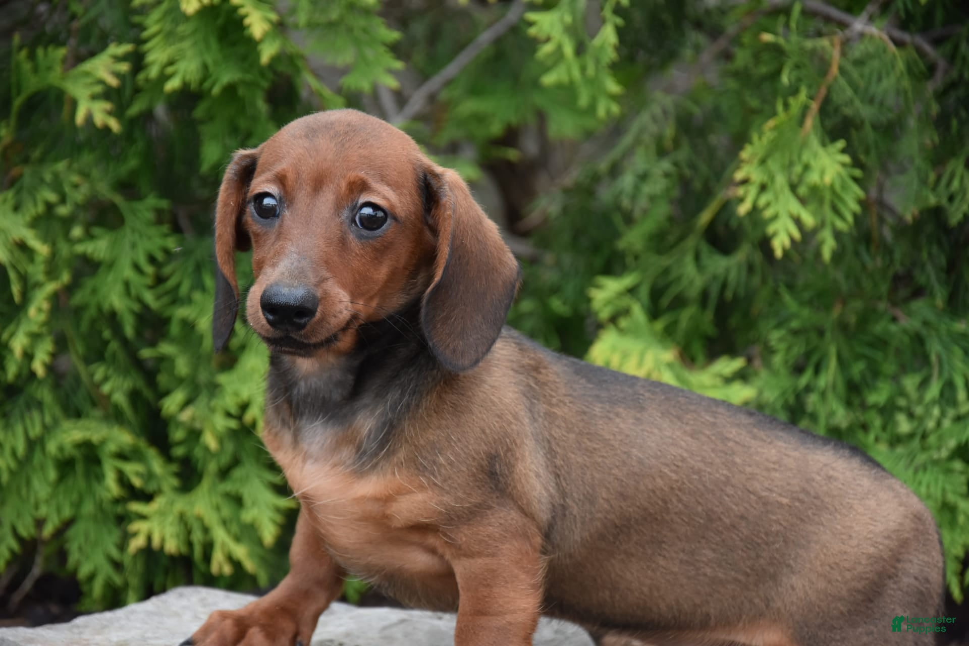 Daug Dog Breed Pug Mixed With Dachshund Dachshund Mix Pug Mix