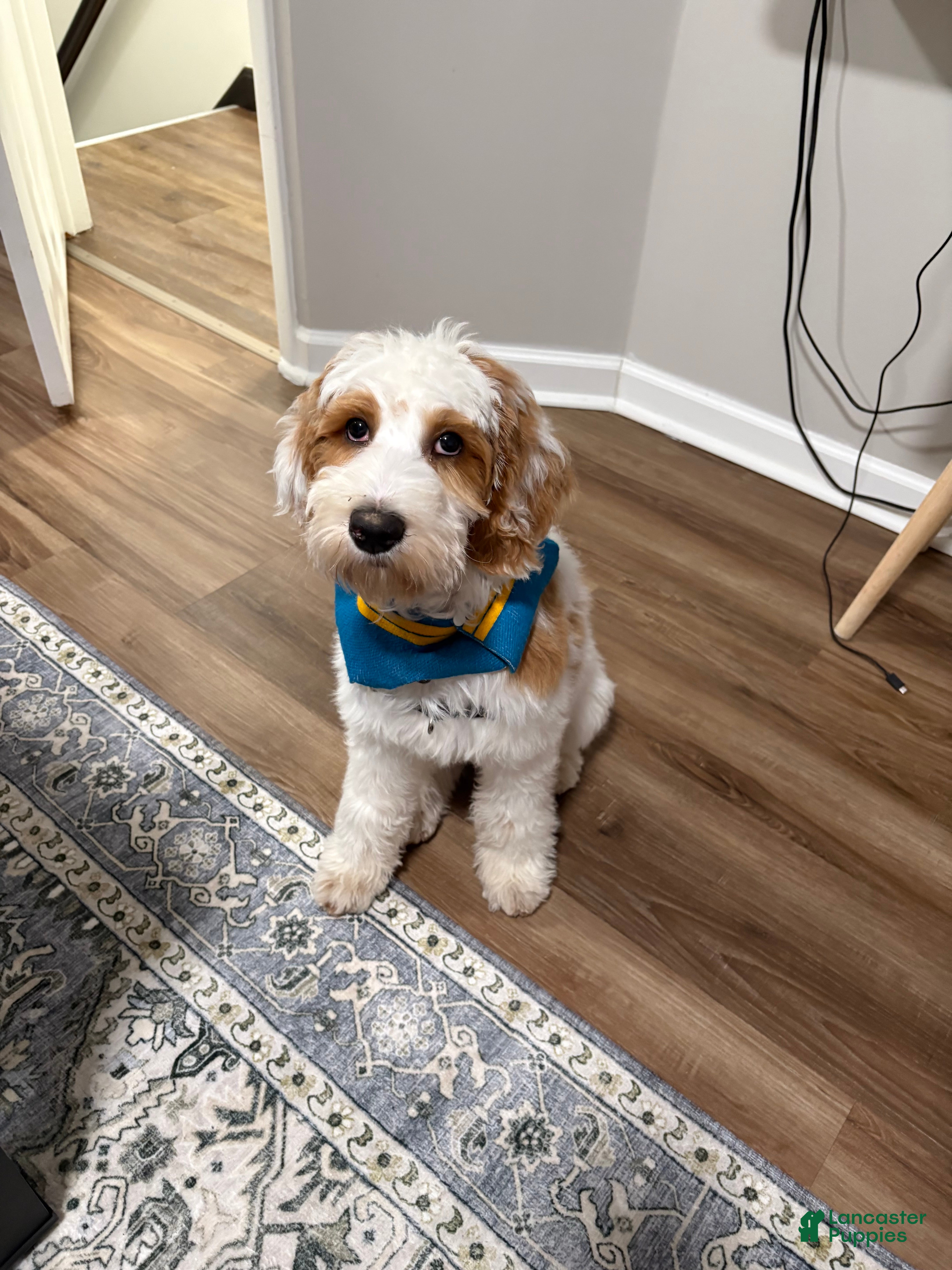 Goldendoodle dogs Goldendoodle 1 - Ad 1