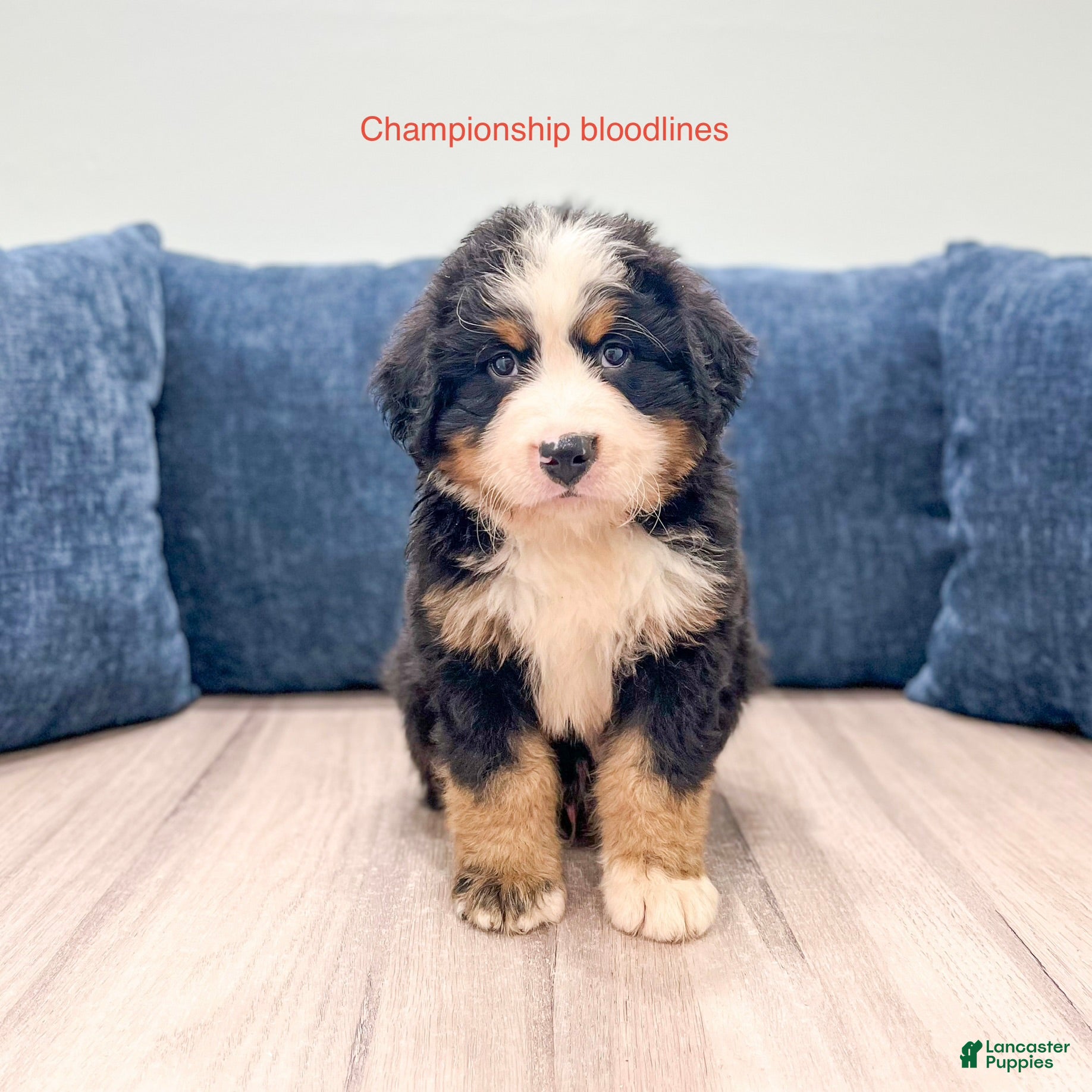 Bernese Mountain Dog dogs Max - Ad 1