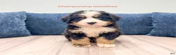 Bernese Mountain Dog dogs for sale: Max - Ad 1