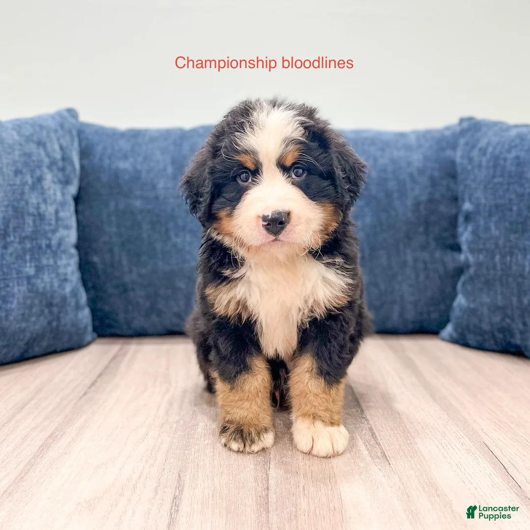 Bernese Mountain Dog dogs for sale: Max - Ad 1