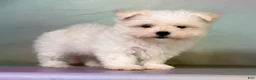Maltipom dogs for sale: Donut  - Ad 6