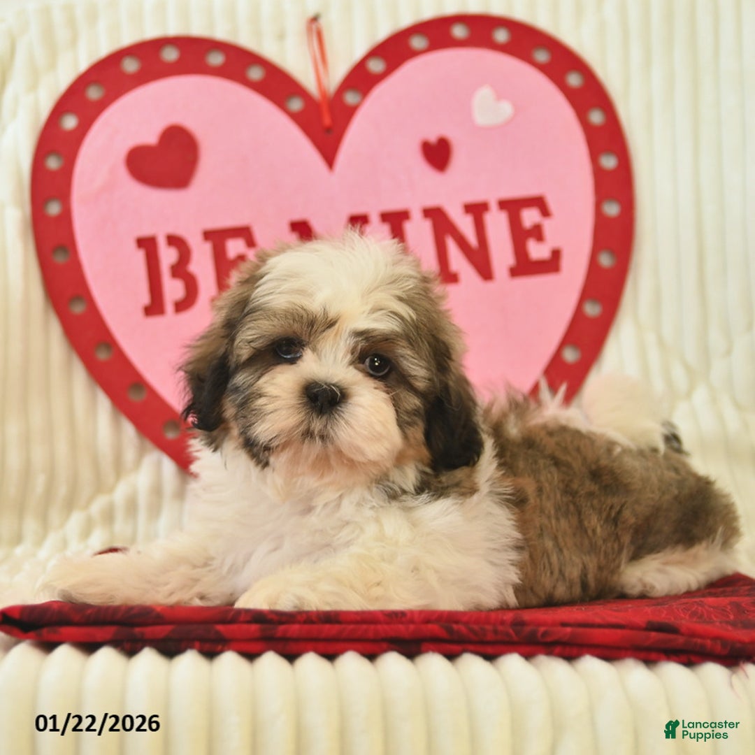 Shih Tzu dogs for sale: Remi  - Ad 2