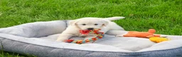 Golden Retriever dogs for sale: Henry - Ad 3