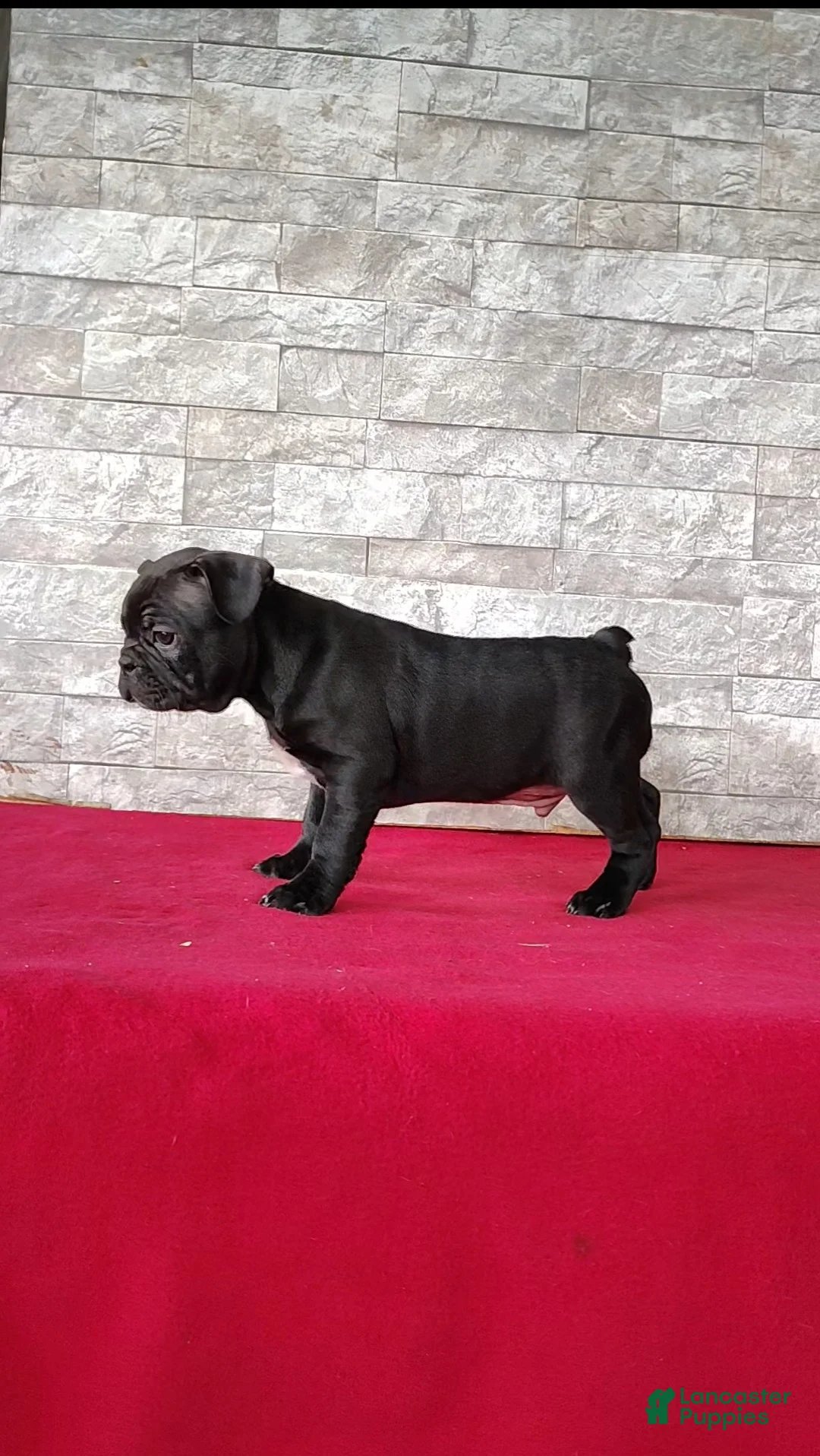 Mixed Breed dogs for sale: Aiden - Ad 2