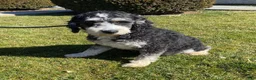 Mini Bernedoodle dogs for sale: Winnie - Ad 4