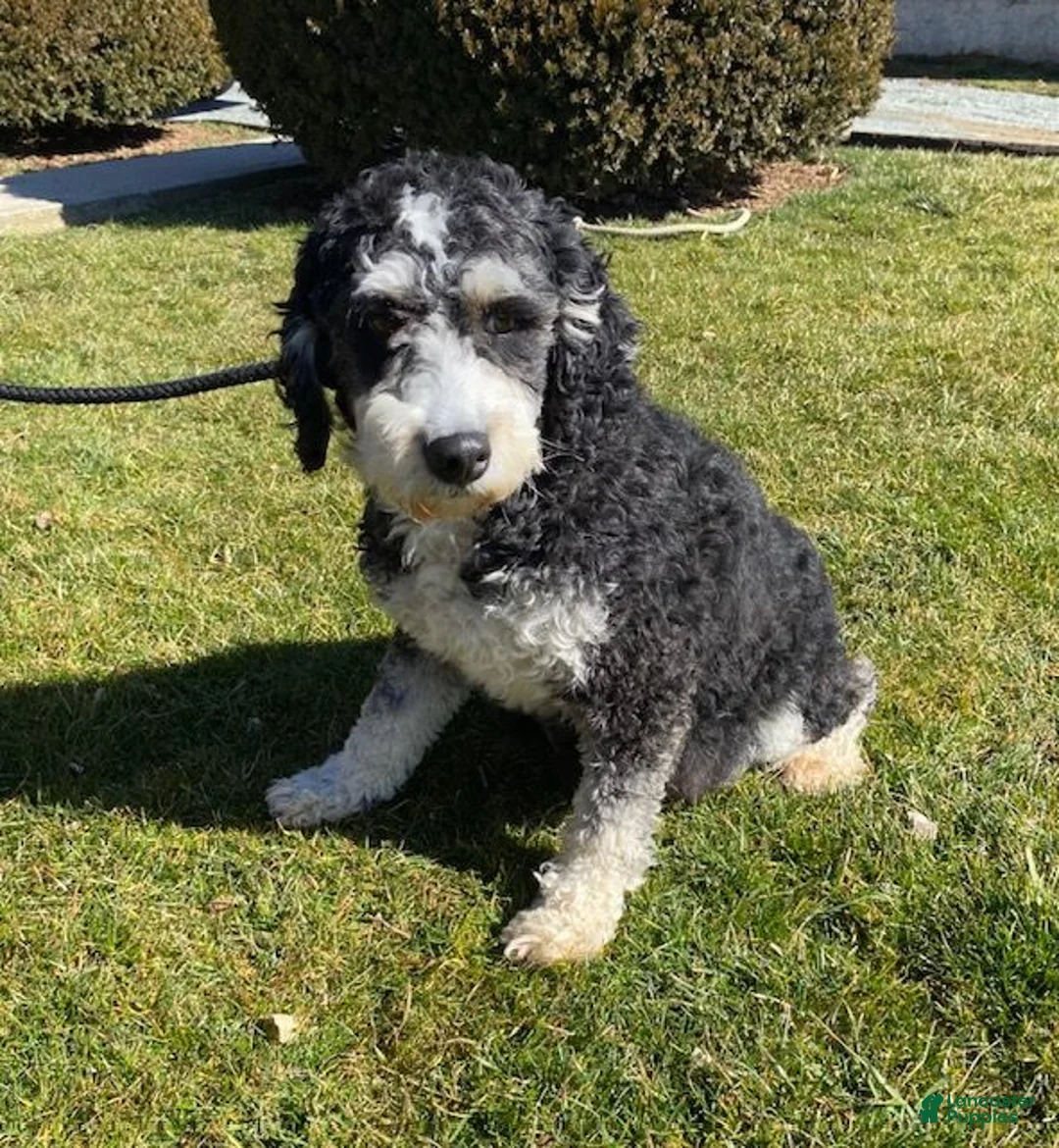 Mini Bernedoodle dogs for sale: Winnie - Ad 4