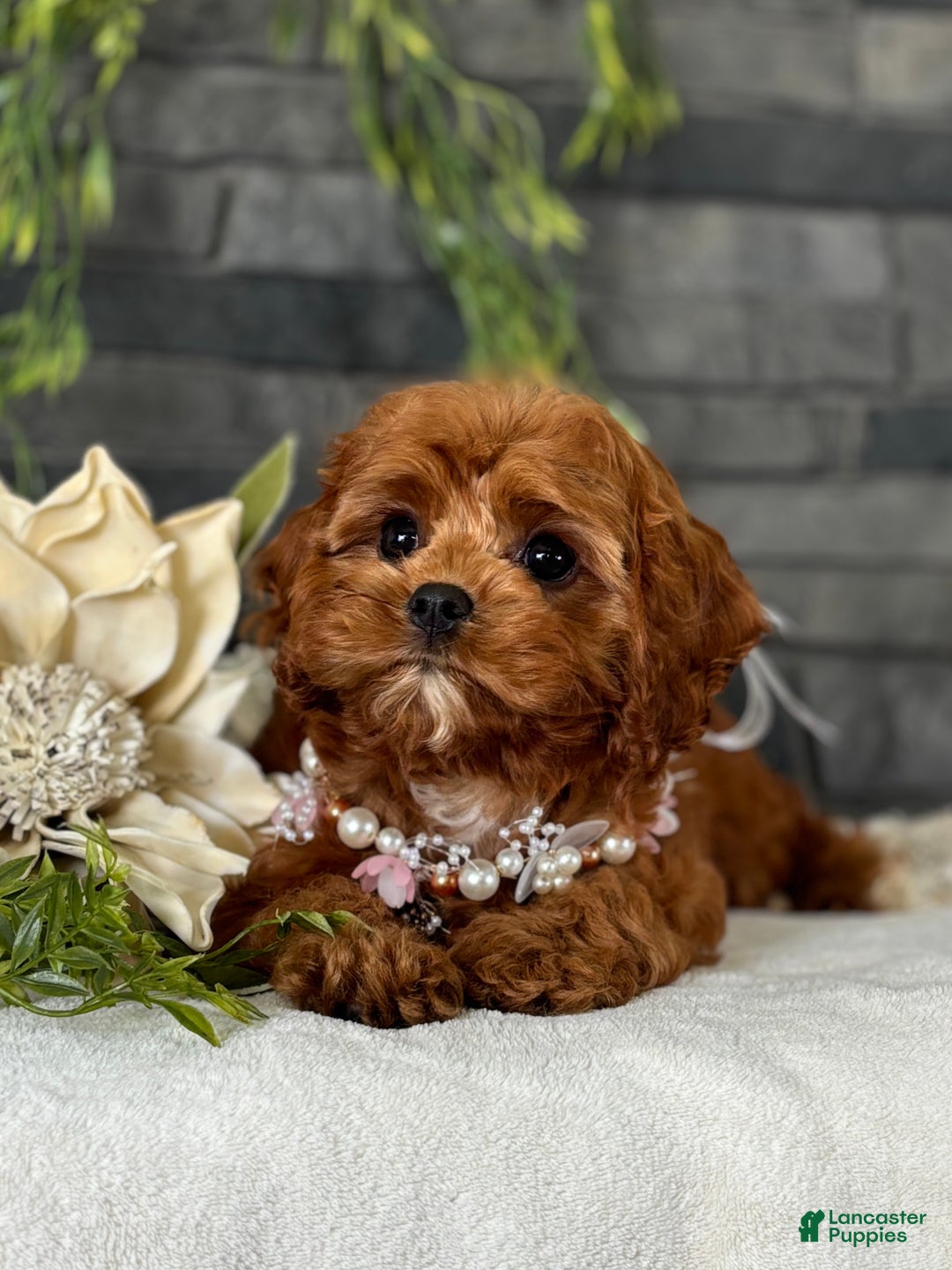 Cavapoo dogs for sale: Fifi - Ad 11