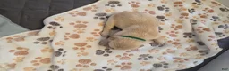 Golden Retriever dogs for sale: Dark Green - Ad 1