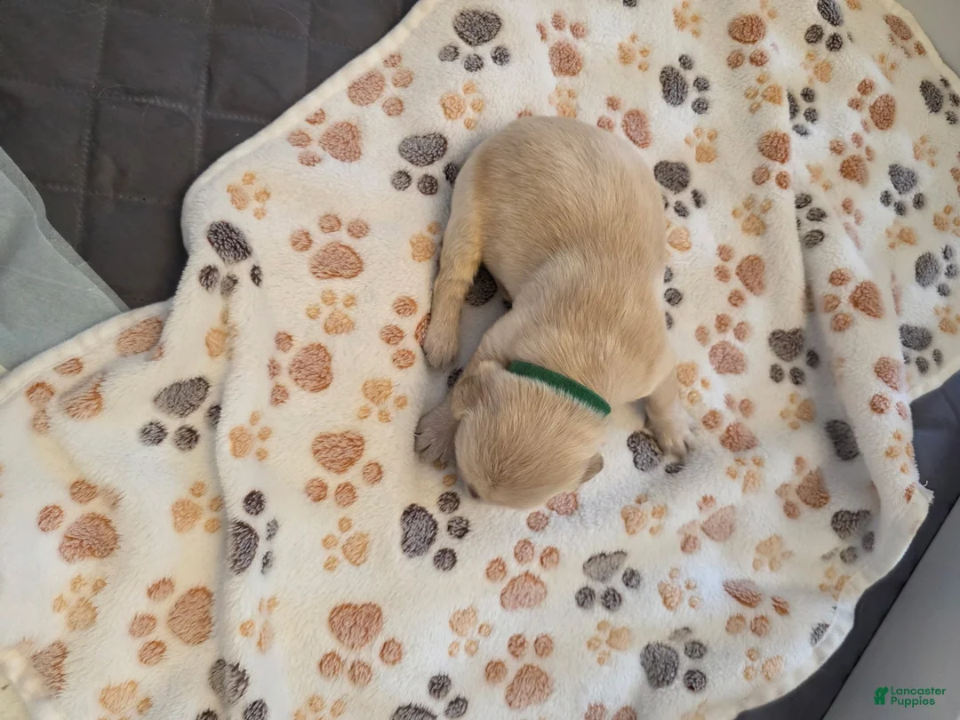 Golden Retriever dogs for sale: Dark Green - Ad 1