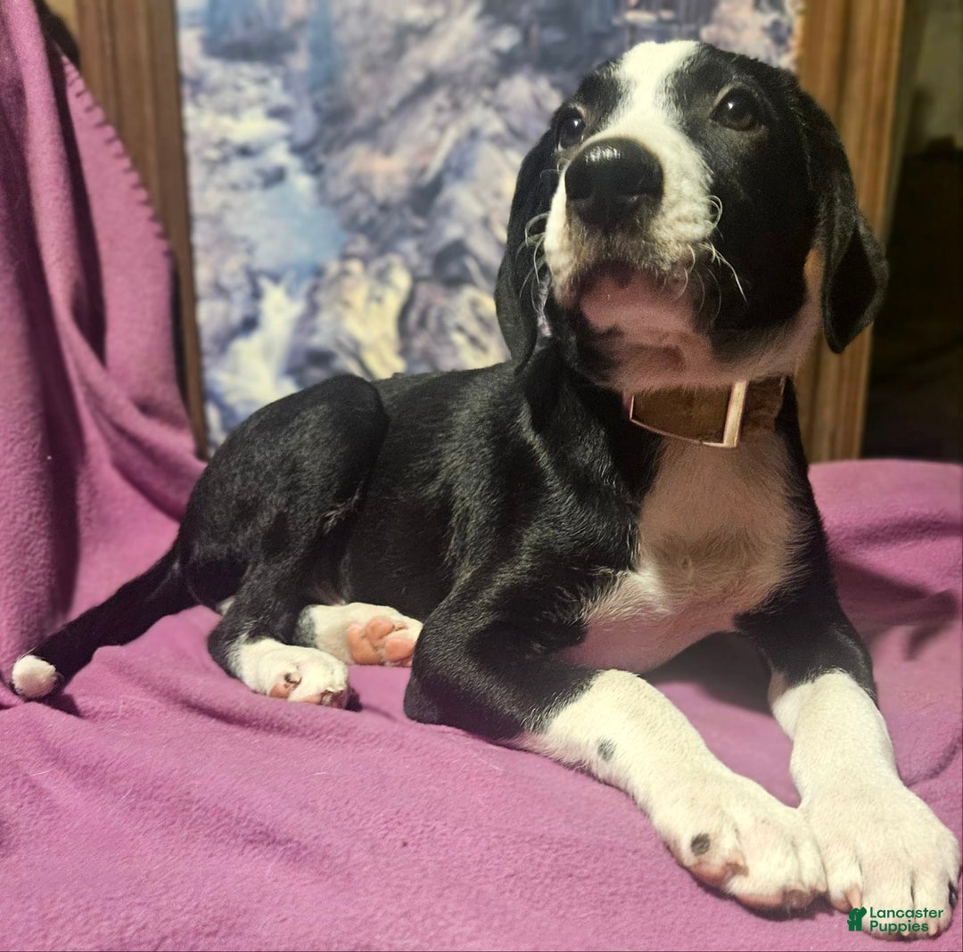 Border Collie dogs for sale: Fang - Ad 9