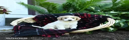 Goldendoodle dogs for sale: River - Ad 2