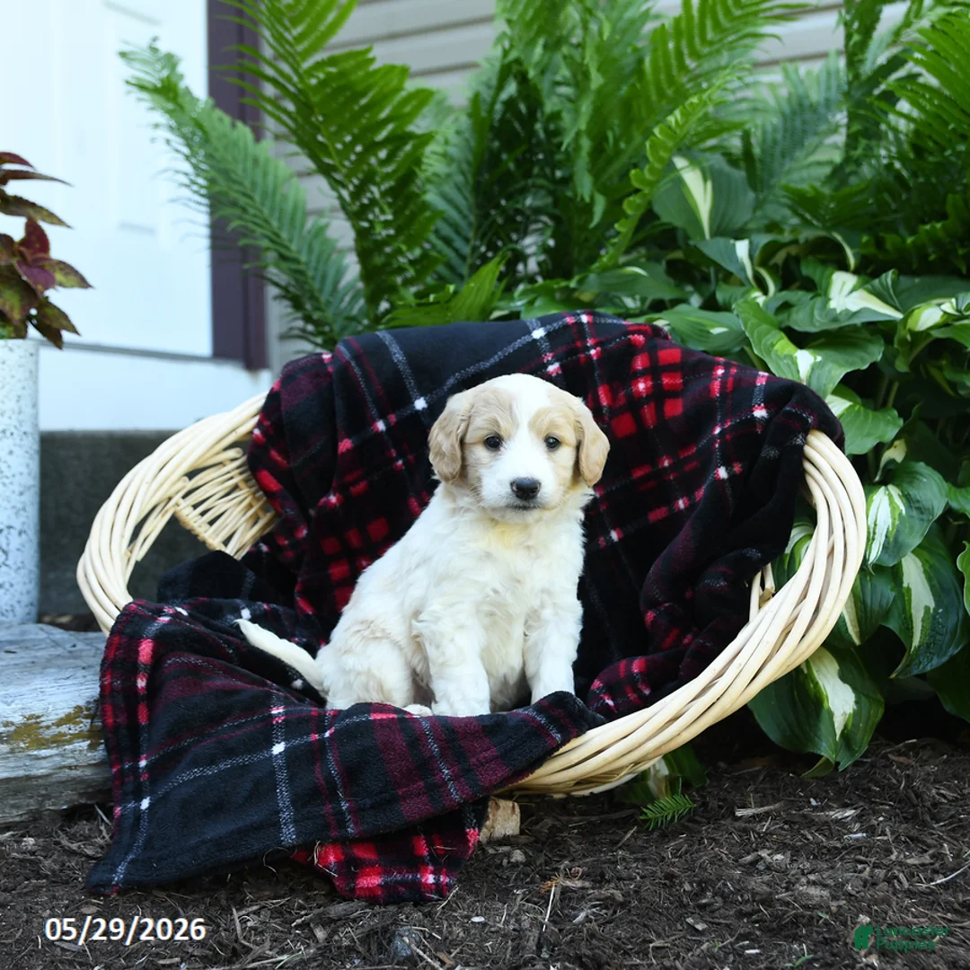 Goldendoodle dogs for sale: River - Ad 2