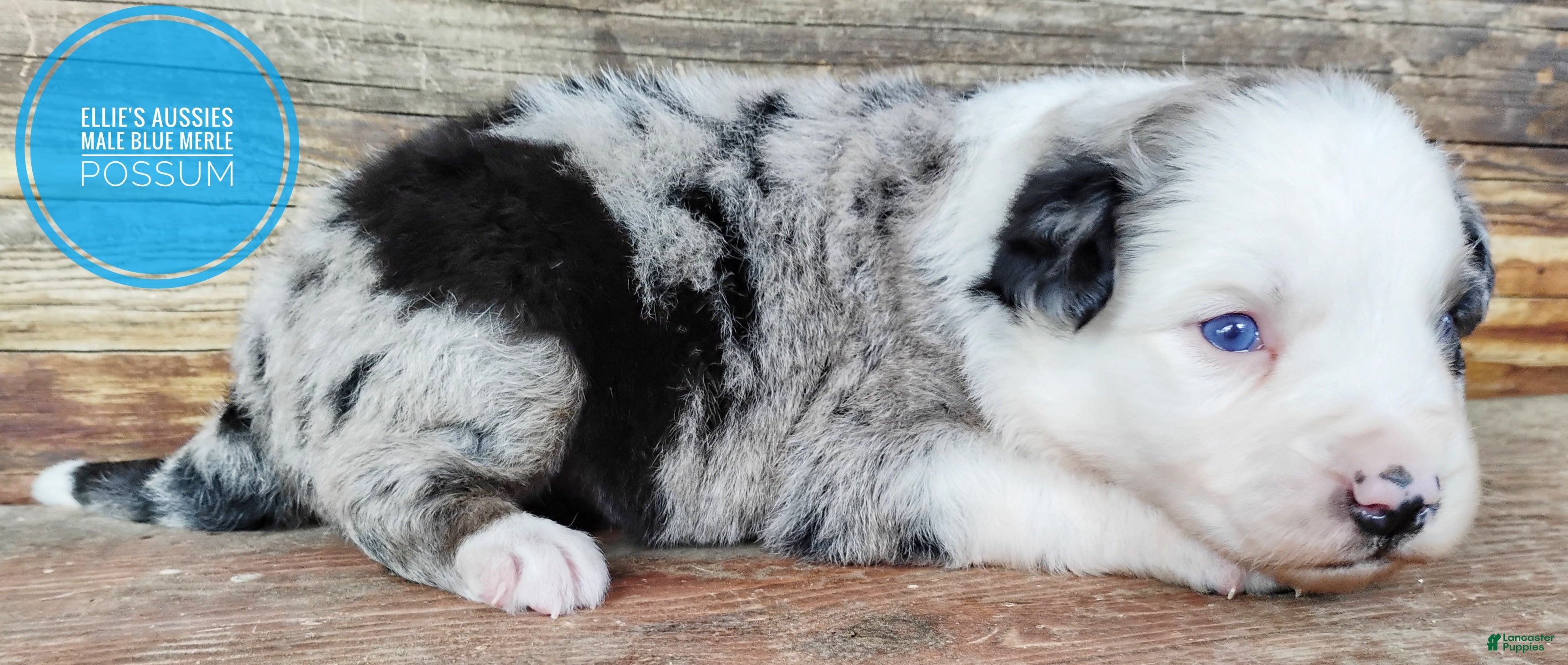 Miniature Australian Shepherd dogs Possum  - Ad 2
