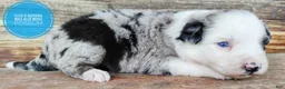 Miniature Australian Shepherd dogs for sale: Possum  - Ad 2