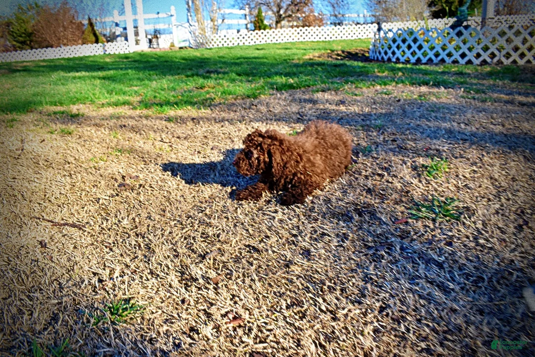 Havapoo dogs for sale: Sunny - Ad 37